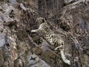 Снежный леопард на скалах фото